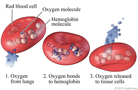 Huyết sắc tố (hemoglobin) trong tế bào hồng cầu.