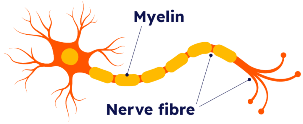Vỏ myelin của tế bào thần kinh