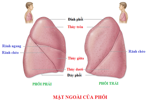 Các thùy của phổi